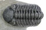 Phacopid (Adrisiops) Trilobite With Paralejurus #287366-3